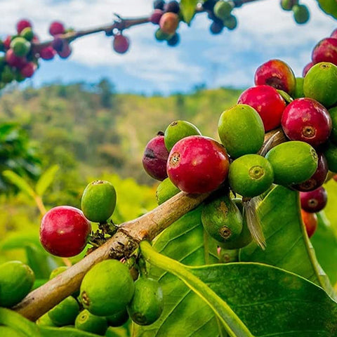 Latin Flavors: Colombia