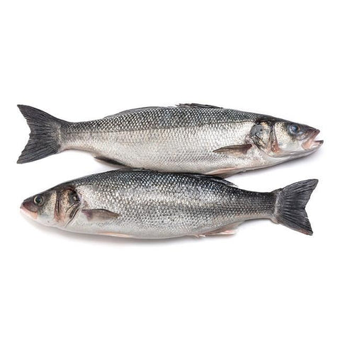 Farmed Seabass - Lubina  Cultivo Marino (Spain) < 1.5 Kg