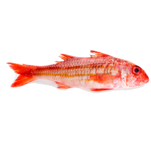 Wild Red Mullet - Salmonete  Salvaje (Spain)