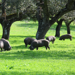 Acorn Fed Iberian Meats - What does it mean | Ibericos de Bellota que Significa