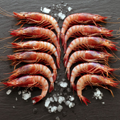 Wild Mediterranean Red Shrimp (25/35 Pc per kg -Spain)|Gamba Roja del Mediterráneo (25/35 Uds per Kg- España)
