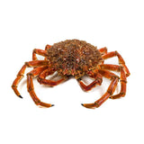Spider Crab - Centolla Galicia Fresh (Spain)