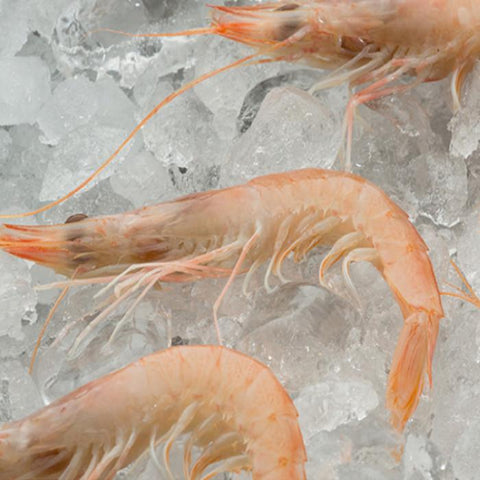 Wild White shrimp  (+200  Pc /kg -Spain)|Gamba Blanca de Huelva Salvaje (+200 Uds /kg -España)